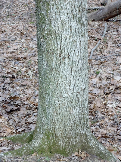 {Carya cordiformis}